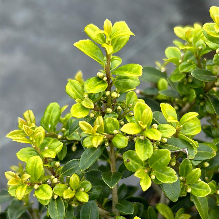 Lush Ilex Green Lustre bush, a vibrant evergreen shrub from GoBuyPlants® with dense green foliage and glossy leaves.