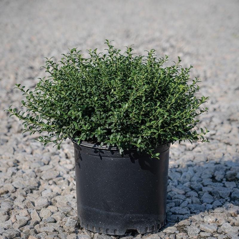 Lifelike Ilex Soft Touch bush from GoBuyPlants® with dense green foliage, ideal for natural-looking garden decoration.