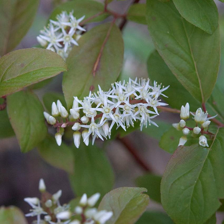 GoBuyPlants® Itea Henry&