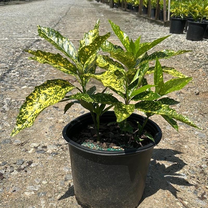 Aucuba Gold Dust bush with vibrant yellow and green variegated leaves, part of GoBuyPlants® bushes and trees collection.
