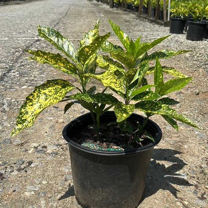 Aucuba Gold Dust bush with vibrant yellow and green variegated leaves, part of GoBuyPlants® bushes and trees collection.