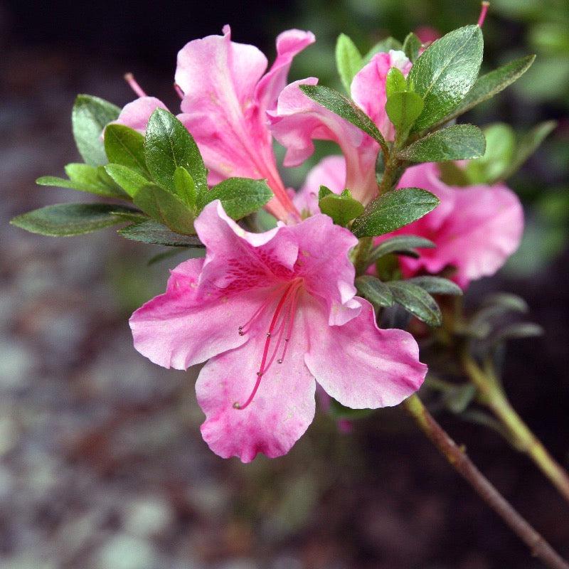 Pink Azalea Gumpo Bush by GoBuyPlants® showcasing vibrant pink blossoms and lush green foliage in a garden setting.