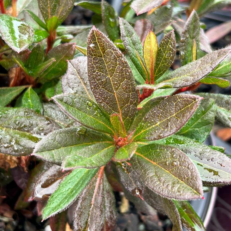 Azalea Encore Autumn Sundance bush with vibrant fall foliage, healthy green leaves, and colorful blossoms, by GoBuyPlants®.