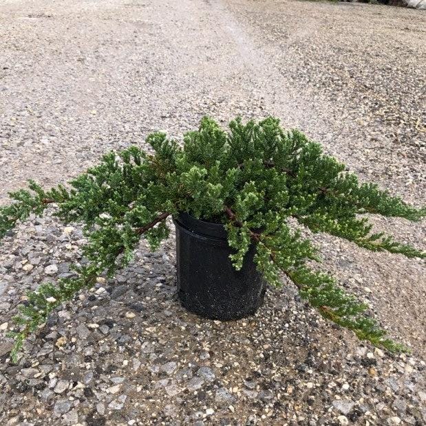 Juniper Pro Nana bush by GoBuyPlants®, showing dense green foliage and compact growth habit in a garden setting.