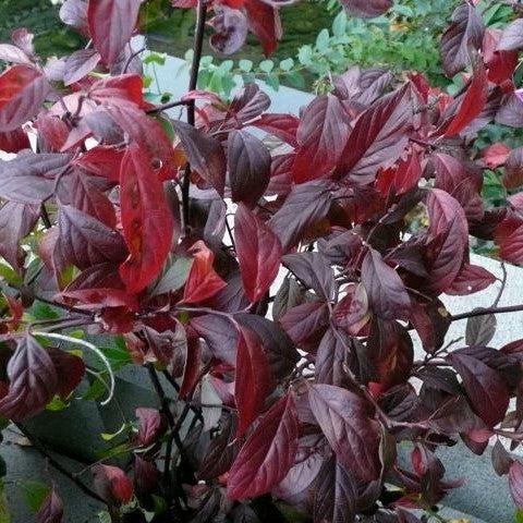 GoBuyPlants® Itea Henry&