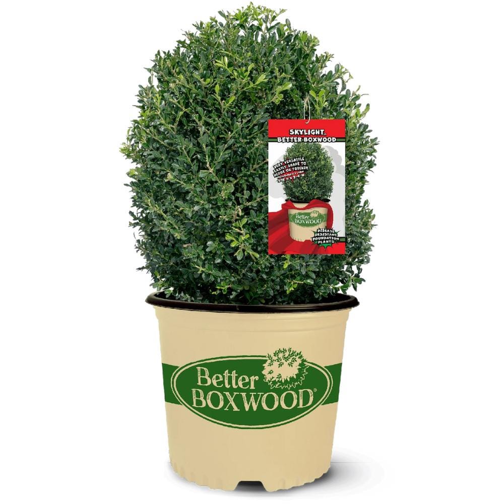 Buxus Betterboxwood Skylight™ bush by GoBuyPlants®, showing dense green foliage and compact shape perfect for landscaping.