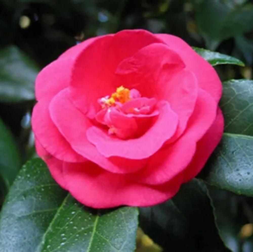 Red Camellia Greensboro bush by GoBuyPlants® with lush green leaves and vibrant red blossoms, ideal for garden landscaping.
