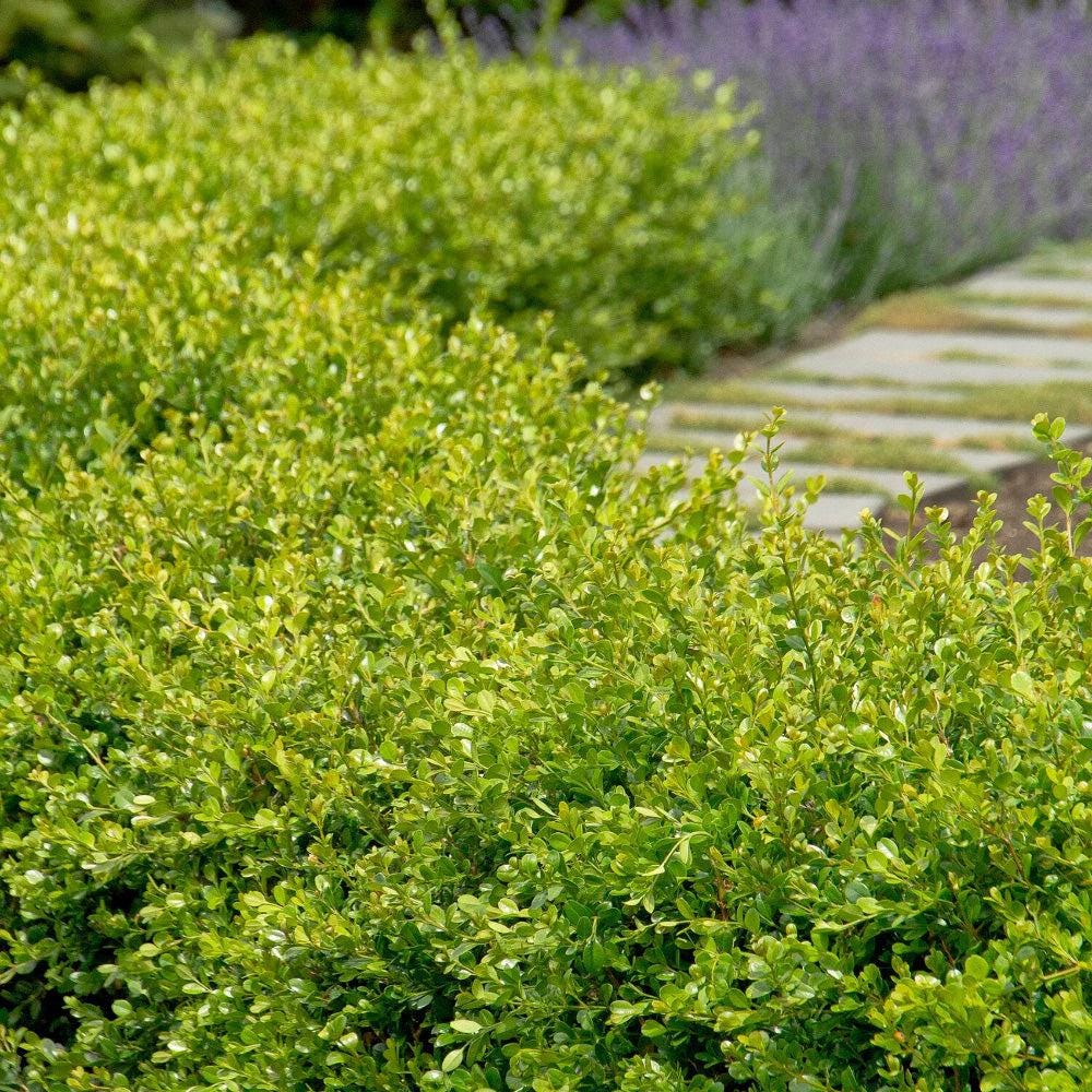 GoBuyPlants® Buxus Winter Gem bush, lush green evergreen shrub ideal for hedges and landscaping, shown in full view.