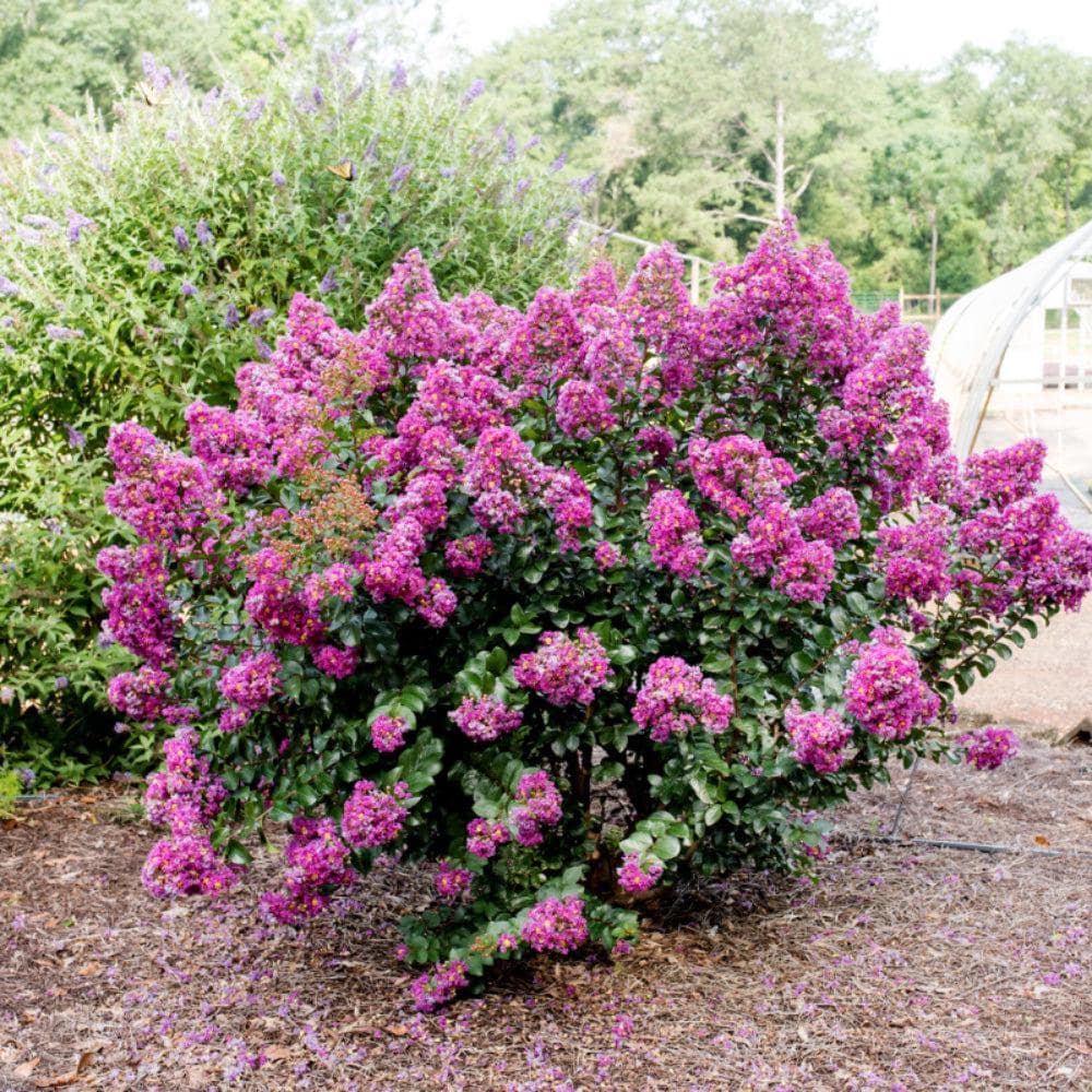 Purple Magic Crape Myrtle bush by GoBuyPlants® with vibrant purple flowers and lush green foliage.