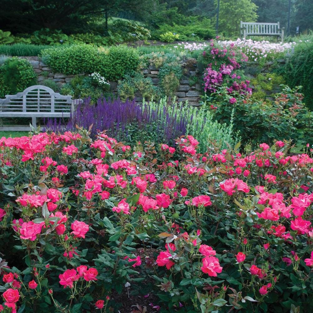 Rose Knock Out® bush, vibrant red flowering shrub from GoBuyPlants®, showcasing lush green foliage and bright blooms.