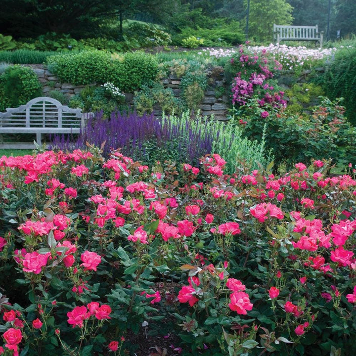 Rose Knock Out® bush, vibrant red flowering shrub from GoBuyPlants®, showcasing lush green foliage and bright blooms.