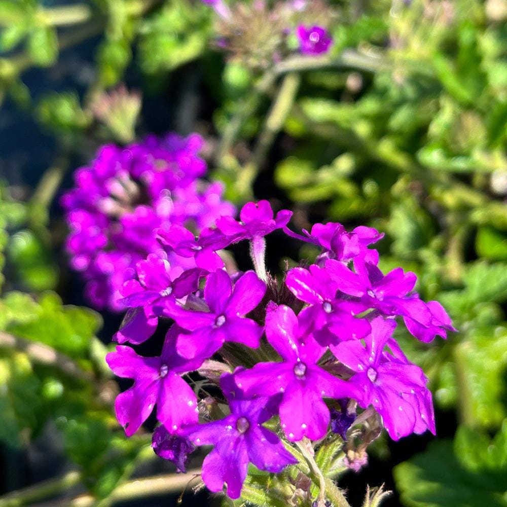 Purple Verbena Homestead bush from GoBuyPlants® with vibrant purple flowers and green foliage, suitable for gardens and landscapes.
