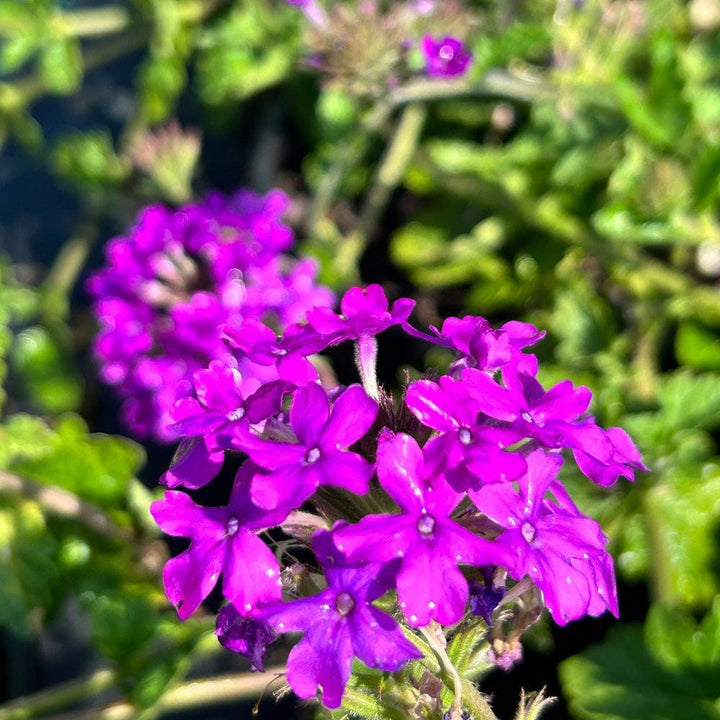 Purple Verbena Homestead bush from GoBuyPlants® with vibrant purple flowers and green foliage, suitable for gardens and landscapes.