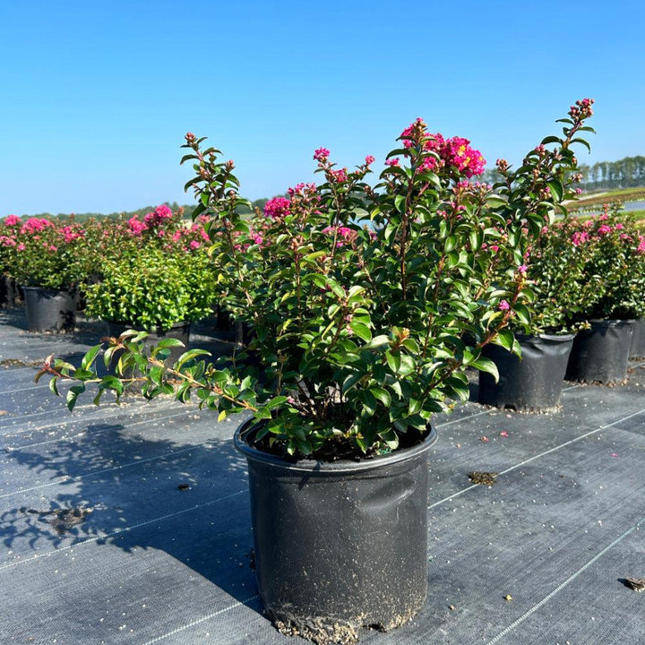 Crape Myrtle Pocomoke bush by GoBuyPlants® with vibrant pink flowers and lush green foliage in full bloom.
