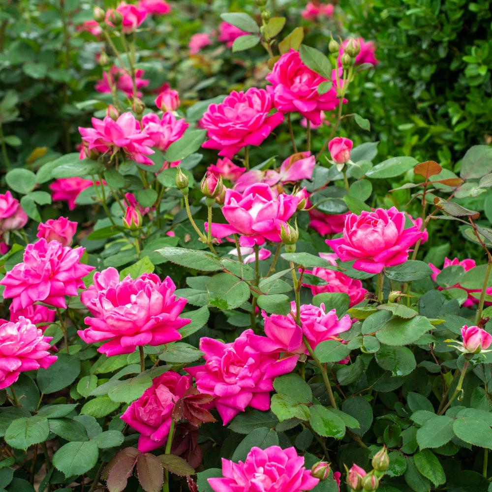 Rose Pink Double Knock Out® shrub by GoBuyPlants® with vibrant pink blooms and lush green foliage, ideal for garden landscapes.