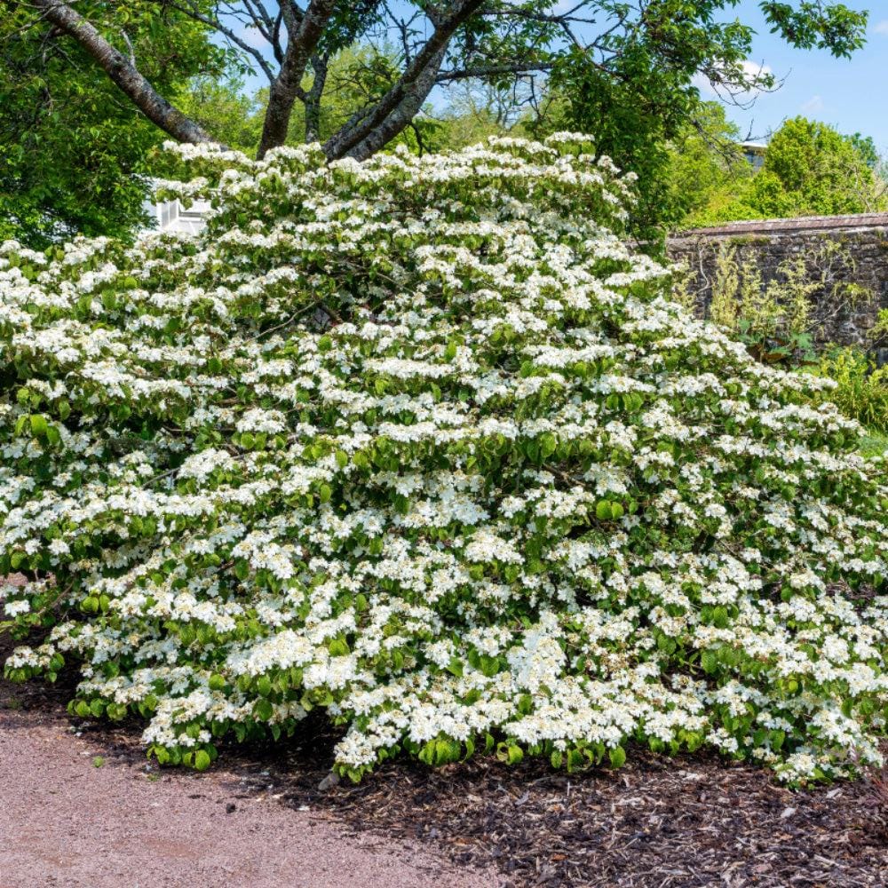 Viburnum Shasta bush with lush green foliage and clusters of white flowers, tall shrub perfect for garden landscapes.