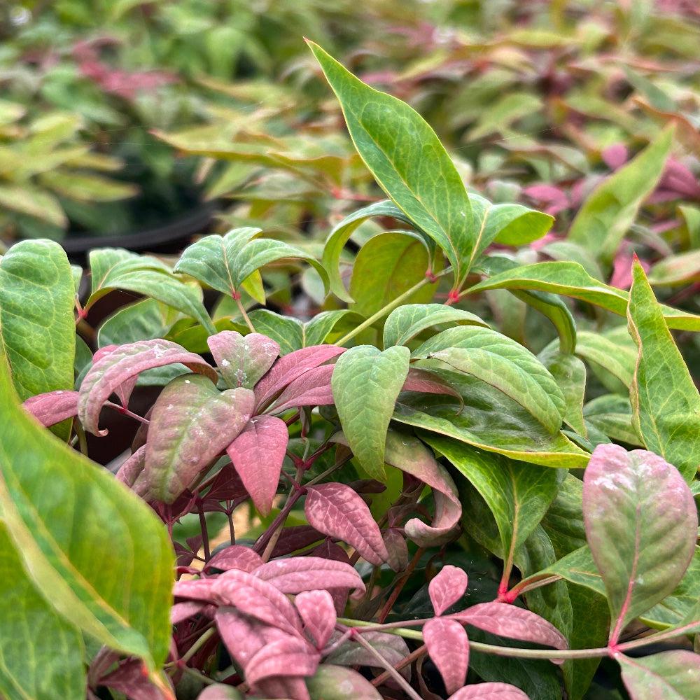 Blush pink Nandina Blush Pink™ bush from GoBuyPlants® showing vibrant foliage and compact shrub growth.