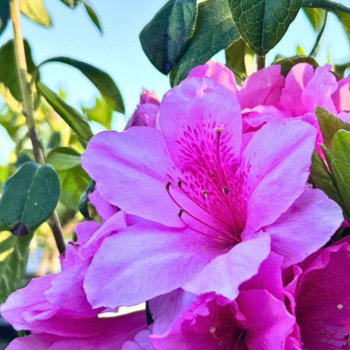 Pink Azalea Ruffle bush from GoBuyPlants® with vibrant pink blooms and ruffled foliage, perfect for garden landscaping.