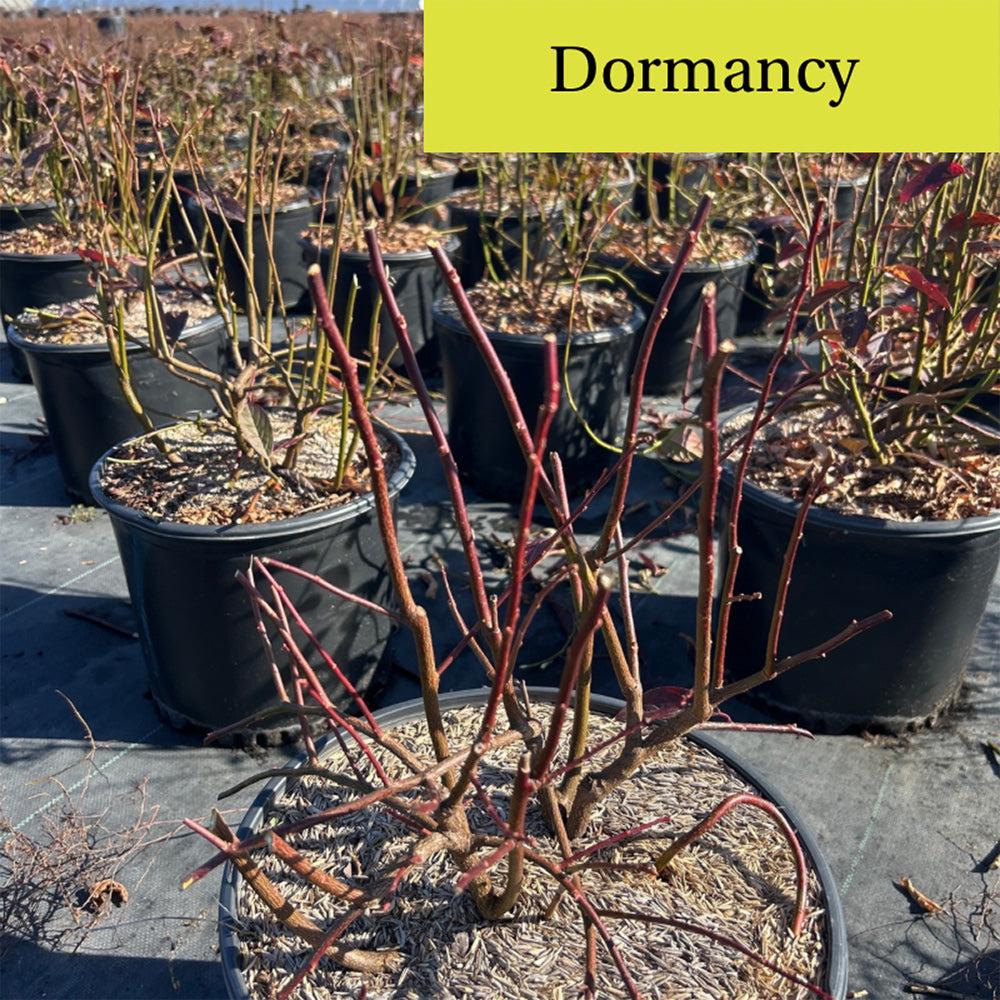 GoBuyPlants® Itea Henry&