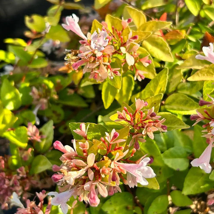 Abelia Canyon Creek bush from GoBuyPlants® with lush green foliage and delicate white flowers, ideal for garden landscaping.