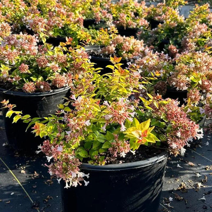 Abelia Canyon Creek bush with green foliage and white flowers, grown by GoBuyPlants® in a garden setting.