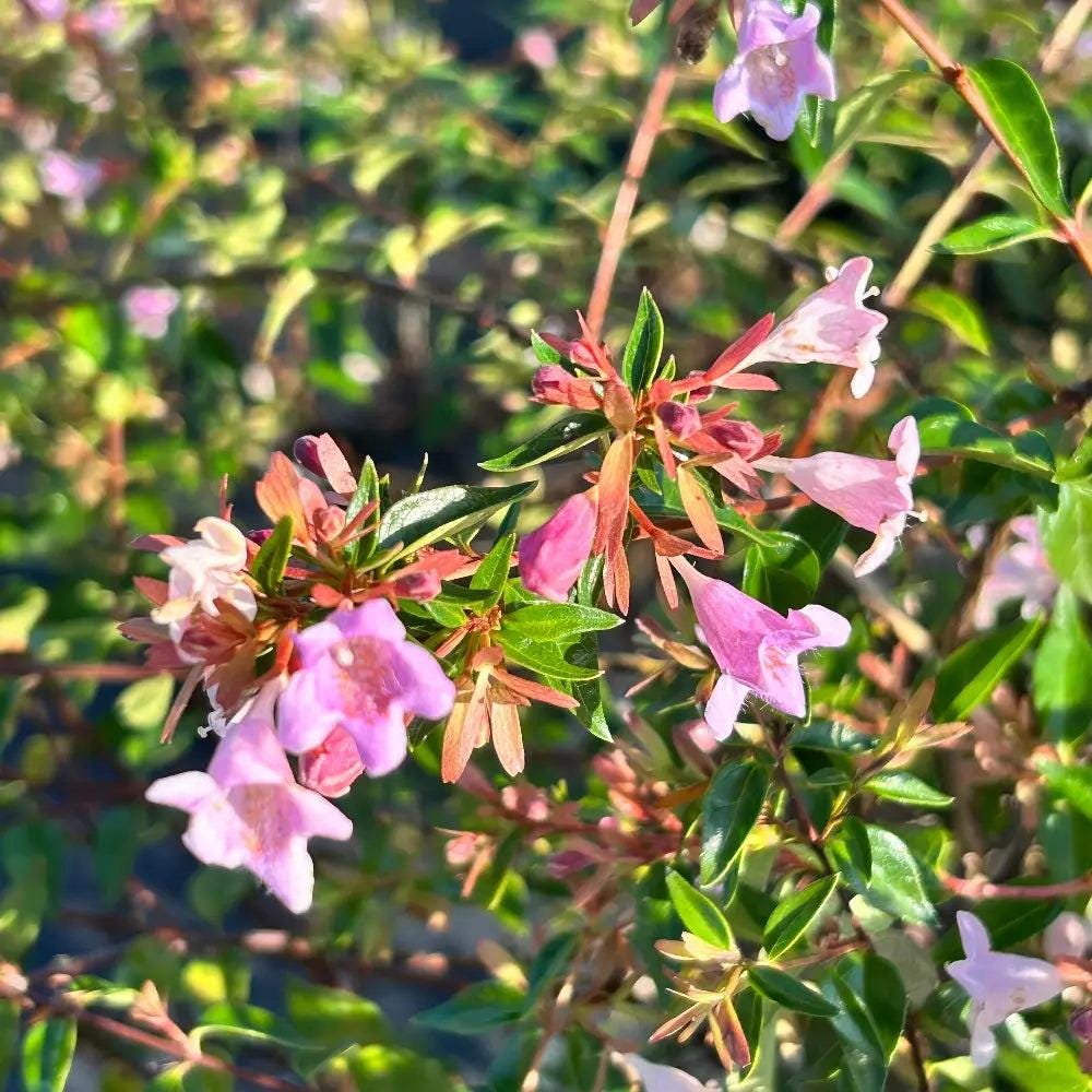 Abelia Edward Goucher shrub with lush green foliage, likely flowering, from GoBuyPlants® Bushes &amp; Trees collection.