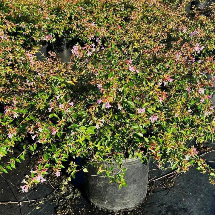 Abelia Edward Goucher shrub, green foliage with white flowers, a decorative bush from GoBuyPlants® for garden landscaping.