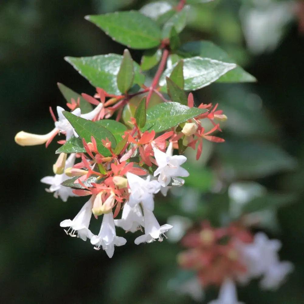 Glossy Abelia bush by GoBuyPlants®, featuring lush green foliage and delicate white flowers on a compact shrub.