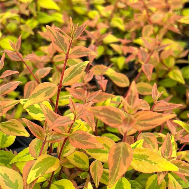 Abelia Kaleidoscope shrub from GoBuyPlants® with vibrant green and yellow variegated foliage, ideal for landscaping or garden decoration.