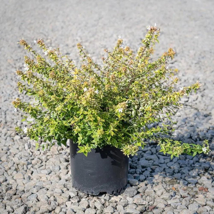 Abelia Kaleidoscope bush with vibrant green and variegated foliage, showcasing its bushy growth and colorful leaves.