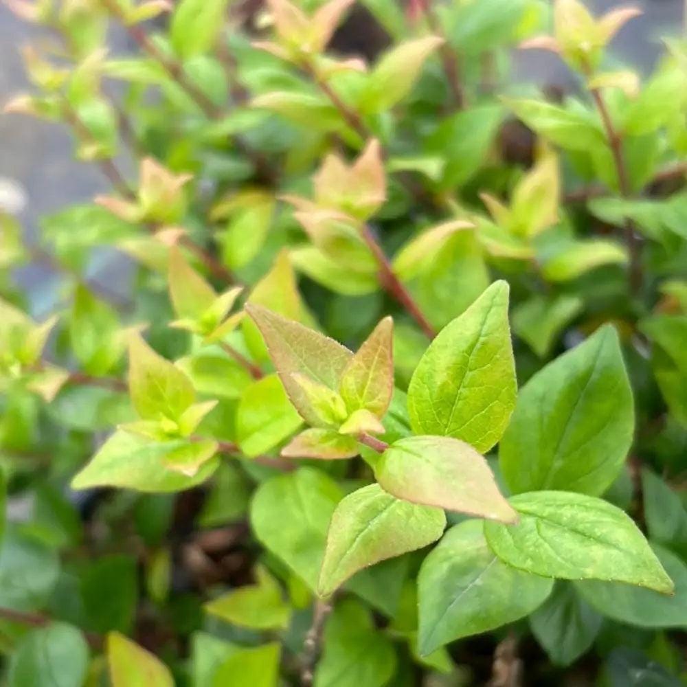 Abelia Rose Creek shrub from GoBuyPlants® with lush green foliage and delicate pink flowers, ideal for garden landscapes.