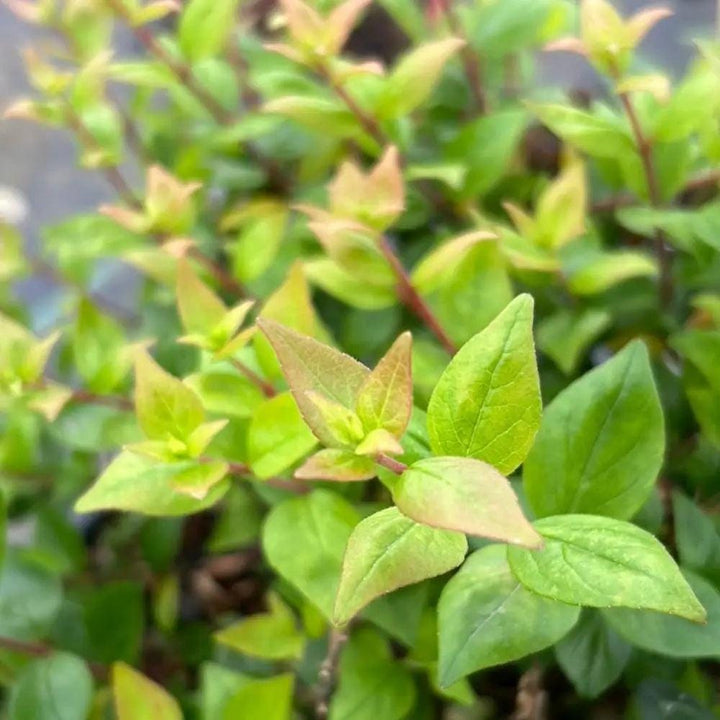 Abelia Rose Creek shrub from GoBuyPlants® with lush green foliage and delicate pink flowers, ideal for garden landscapes.