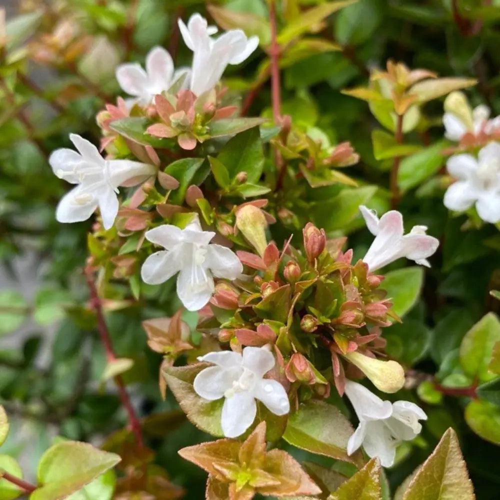 Abelia Rose Creek bush from GoBuyPlants® with vibrant pink flowers and lush green foliage, perfect for garden landscapes.