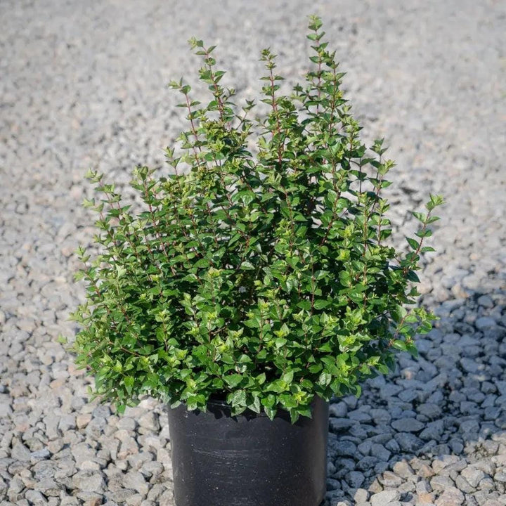 GoBuyPlants® Abelia Rose Creek bush with vibrant pink flowers and green foliage, showcasing a lush flowering shrub.