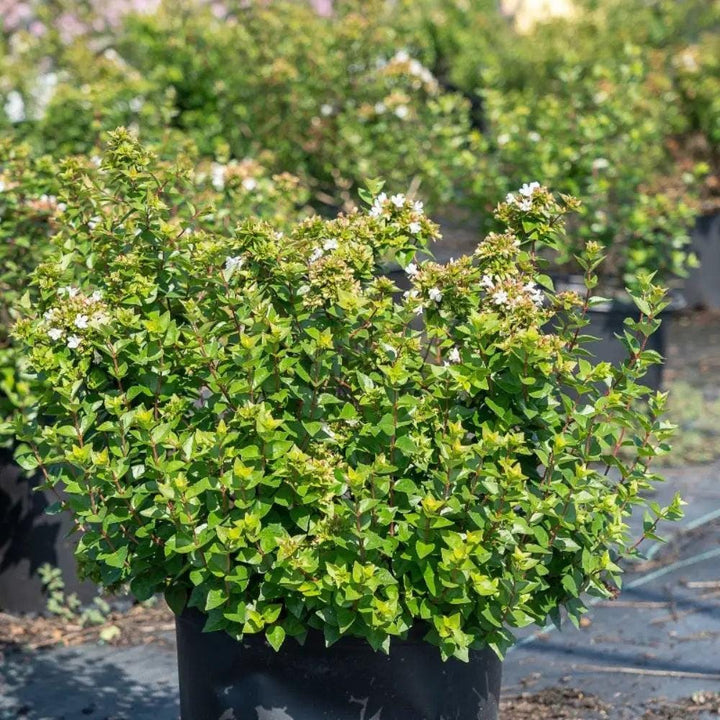 Abelia Rose Creek shrub from GoBuyPlants® featuring glossy green leaves and clusters of pinkish-white flowers.