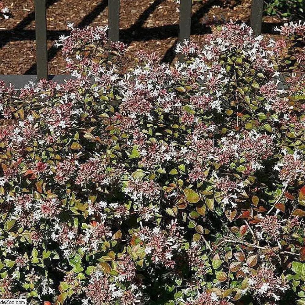 Abelia Rose Creek bush from GoBuyPlants® with lush green foliage and delicate pink flowers on a healthy shrub.