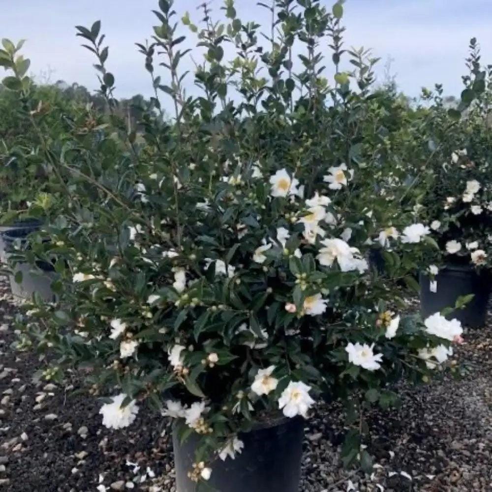 GoBuyPlants® Camellia Winter's Snowman bush with lush green foliage and white flowers, ideal for winter garden decoration.