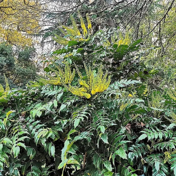 Mahonia bealei bush with dense green foliage and yellow flowers, cultivated by GoBuyPlants®.