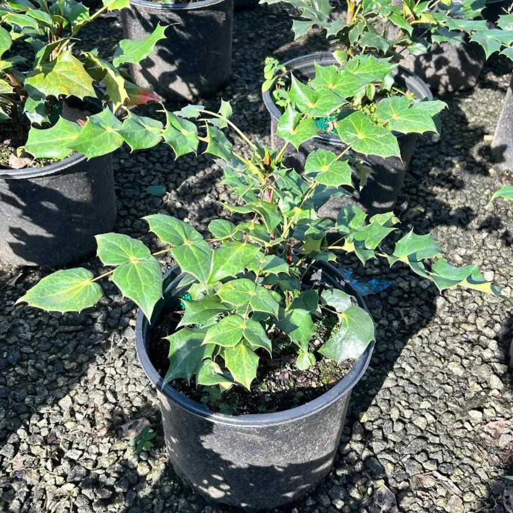 Mahonia bealei bush with evergreen foliage and yellow flowers, grown by GoBuyPlants® for landscaping and garden decoration.