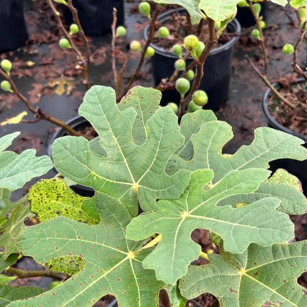 Ficus Fignominal® bush, lush green foliage, healthy leaves, potted indoor plant by GoBuyPlants® for home decor.