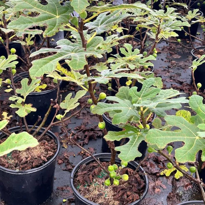 Ficus Fignominal® bush or tree with lush green foliage, healthy leaves, and a sturdy trunk, from GoBuyPlants® collection.