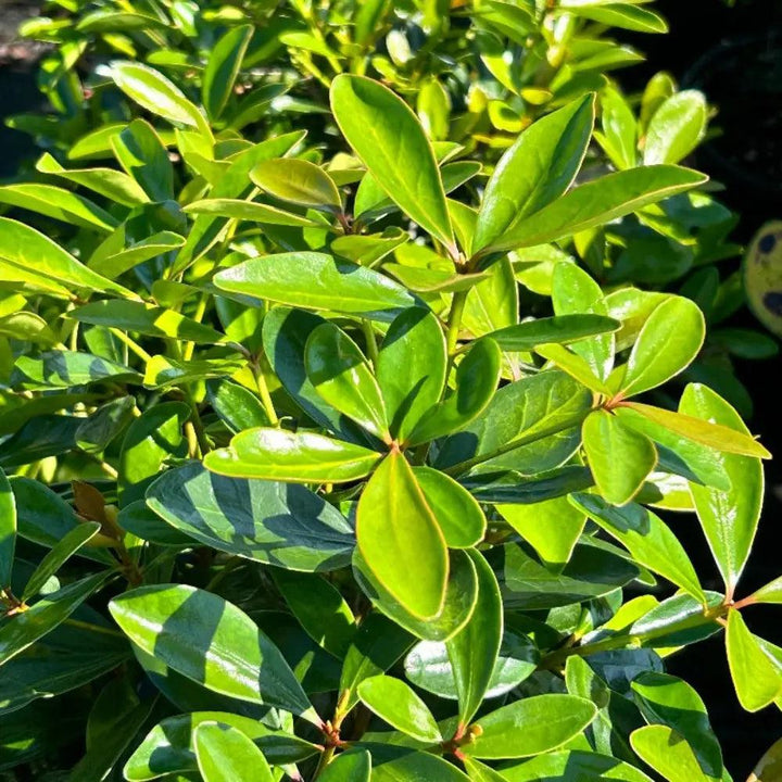 Cleyera japonica bush, a lush green shrub with dense foliage, shown in a garden setting, from GoBuyPlants®.