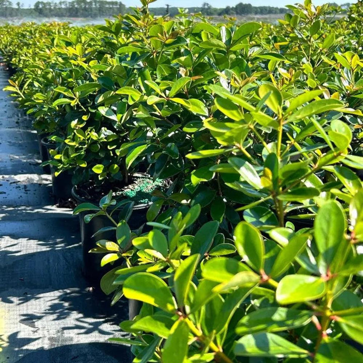 Cleyera japonica bush with lush green leaves, full-grown shrub from GoBuyPlants® for garden landscaping.