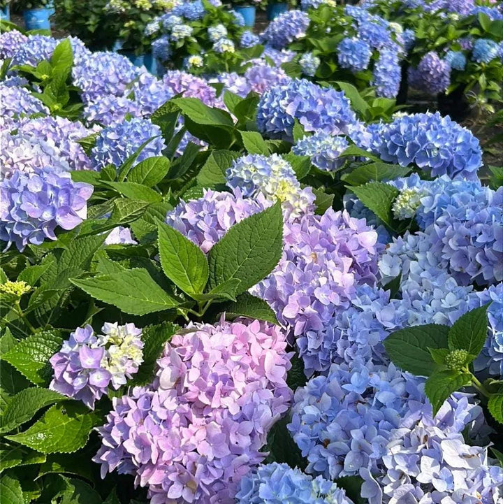 Hydrangea m. Azure Sky™ bush with vibrant blue flowers, lush green foliage, and full blossoms, ideal for garden landscapes.