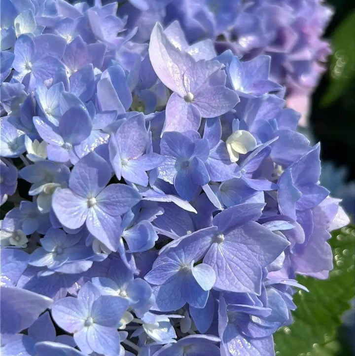 Hydrangea m. Azure Sky™ bush with vibrant blue flowers, lush green foliage, and sturdy branches, perfect for garden landscaping.