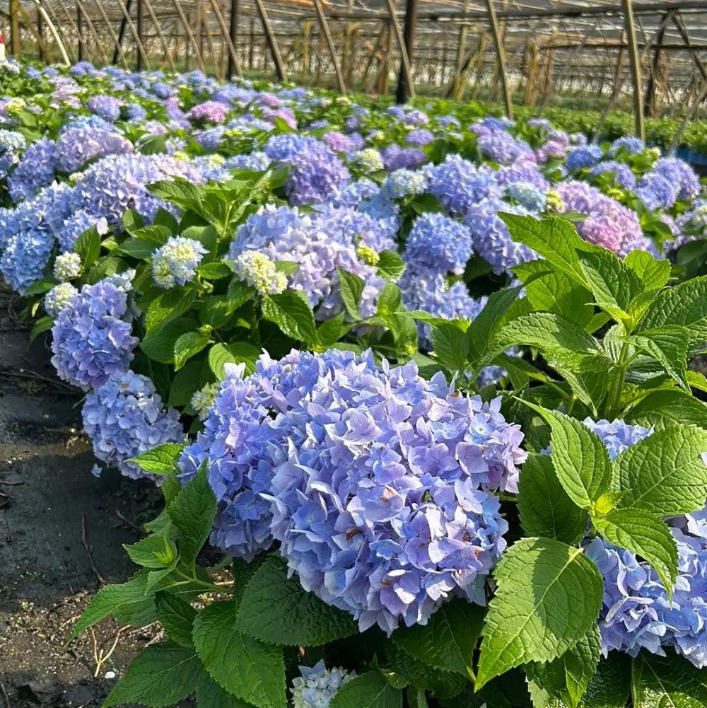 Hydrangea m. Azure Sky™ bush with vibrant blue flowers, lush green leaves, and full foliage, ideal for garden landscaping.