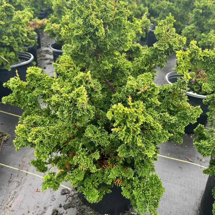 Green Chamaecyparis Filicoides bush from GoBuyPlants® with dense foliage and slender branches, suitable for landscaping or decorative use.