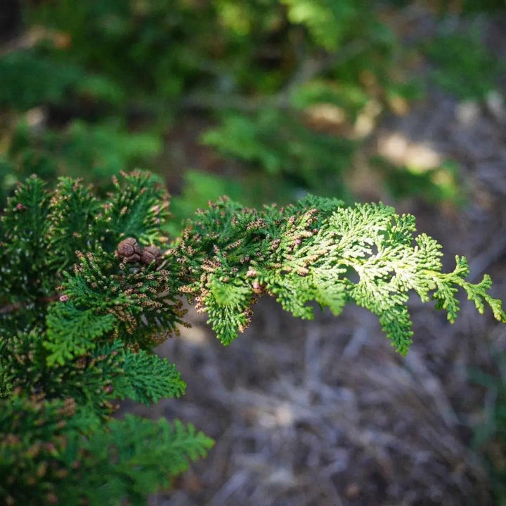 Lush Chamaecyparis Filicoides bush with dense green foliage, ideal for landscaping and decorative garden planting.