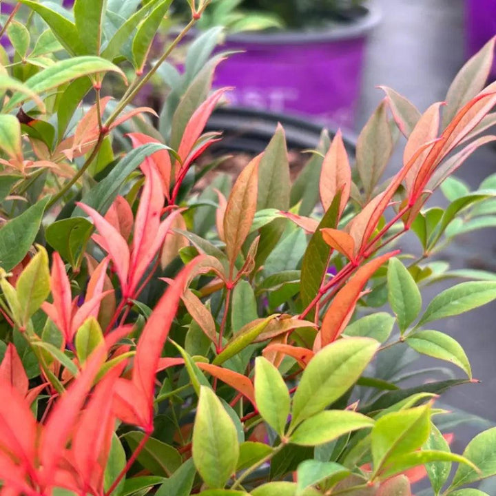 GoBuyPlants® Nandina Cool Glow® Peach plant with vibrant peach-colored foliage and lush green leaves.