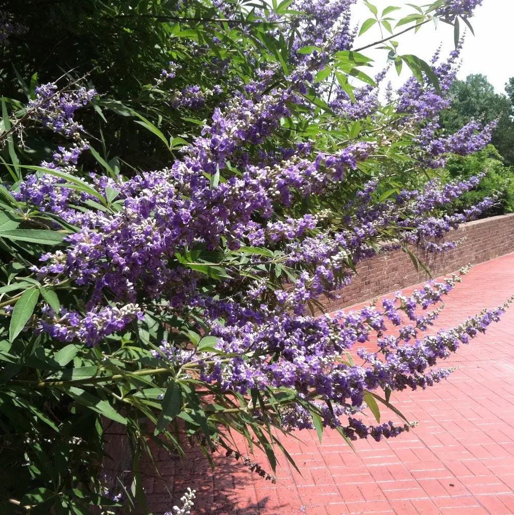 GoBuyPlants® Vitex Shoal Creek bush showing lush green foliage and vibrant purple flowers on a healthy shrub.